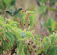 Colibri tout-vert