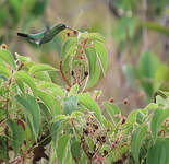 Colibri tout-vert