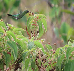Colibri tout-vert