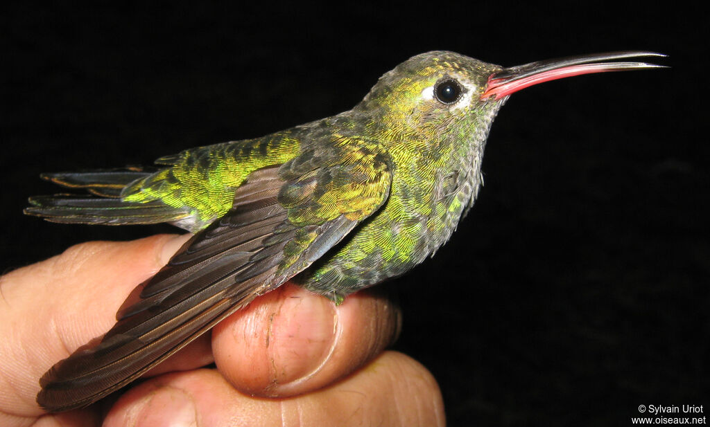 Colibri tout-vert