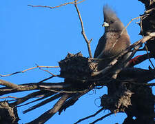 White-backed Mousebird