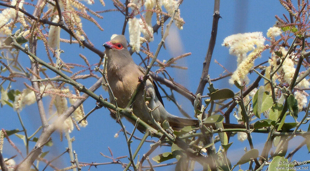 Red-faced Mousebird