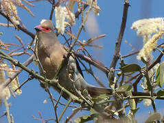 Red-faced Mousebird