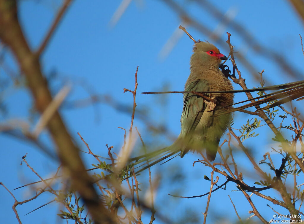 Red-faced Mousebirdadult