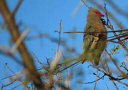 Red-faced Mousebird