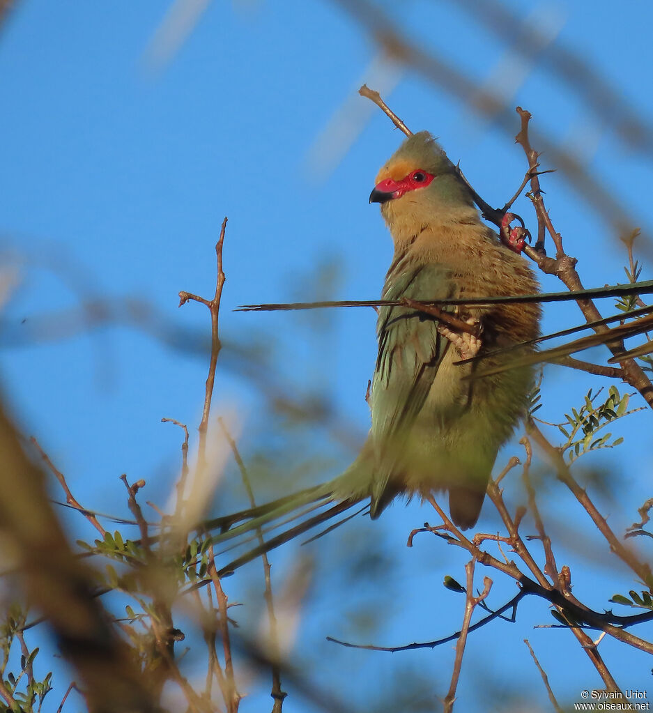 Red-faced Mousebirdadult