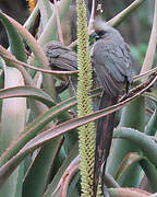 Speckled Mousebird