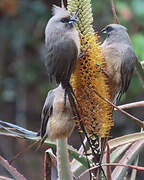 Speckled Mousebird