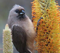 Speckled Mousebird