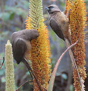 Speckled Mousebird