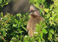 Speckled Mousebird