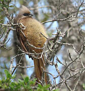 Speckled Mousebird