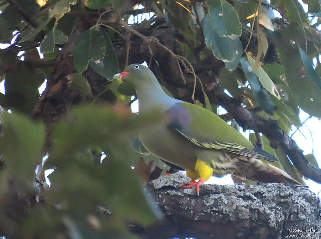 African Green Pigeonadult