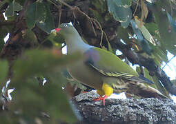 African Green Pigeon