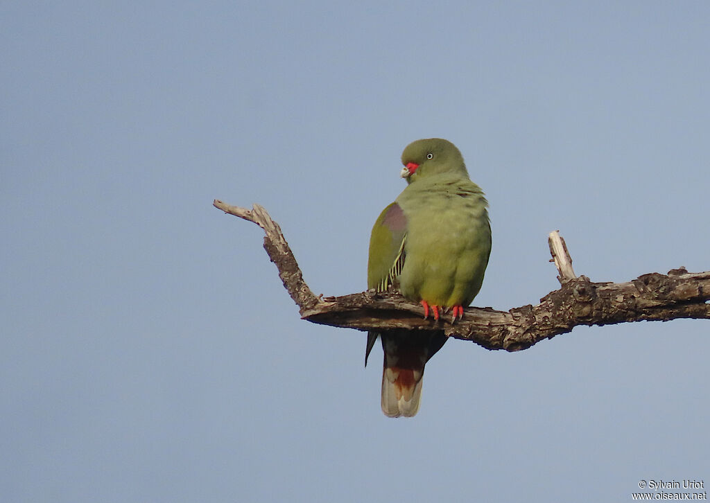 African Green Pigeonadult