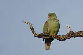 African Green Pigeon