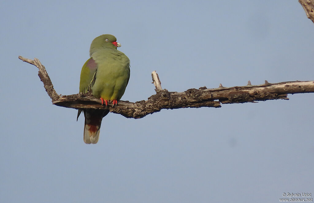 African Green Pigeonadult