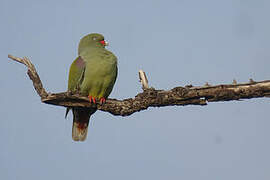 African Green Pigeon