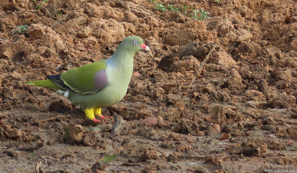 Colombar à front nuadulte