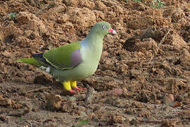 African Green Pigeon