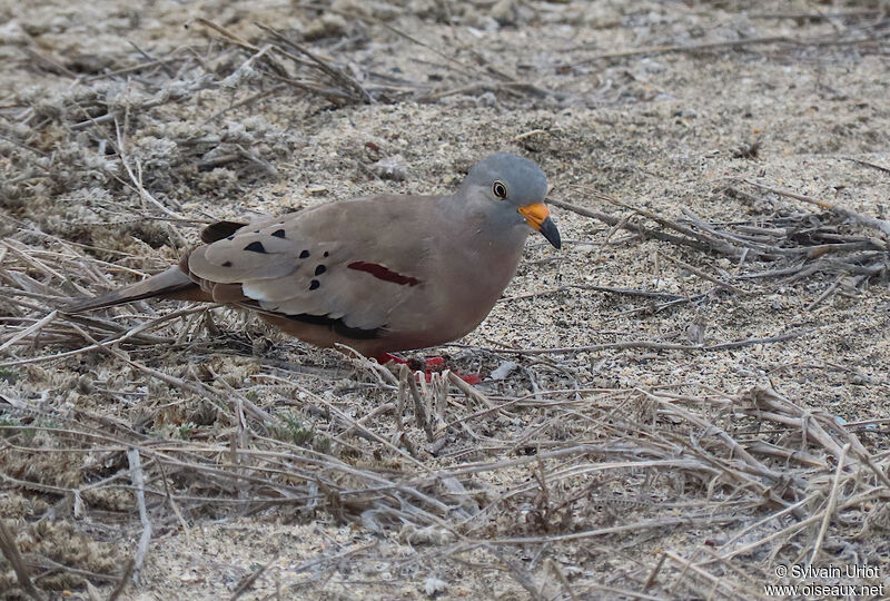 Croaking Ground Dove male adult