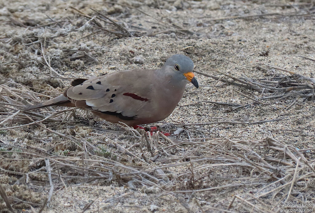 Croaking Ground Dove male adult