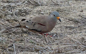 Croaking Ground Dove