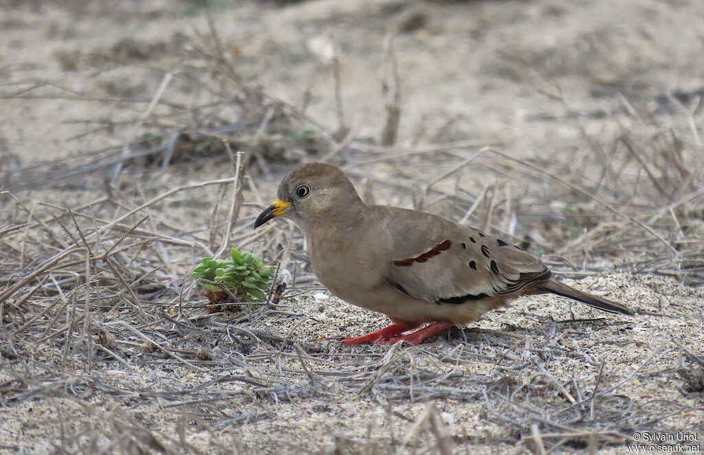 Croaking Ground Dove female adult