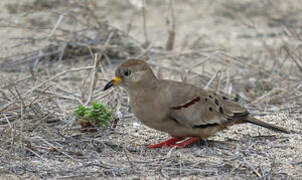 Croaking Ground Dove