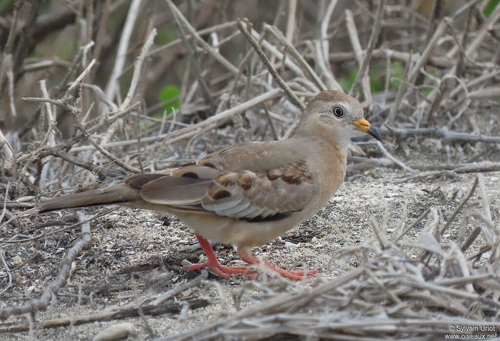 Croaking Ground Doveimmature