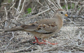 Croaking Ground Dove