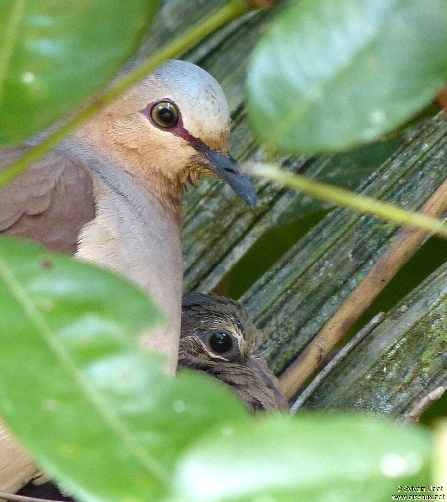 Colombe à front gris, Nidification