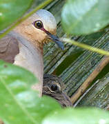 Grey-fronted Dove