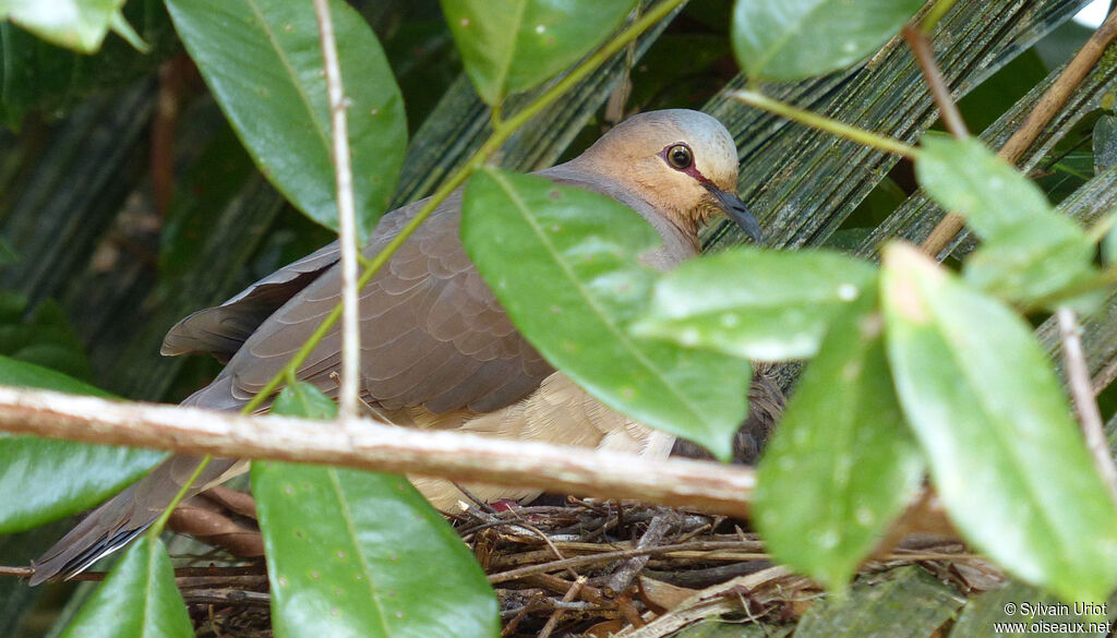 Colombe à front gris, Nidification