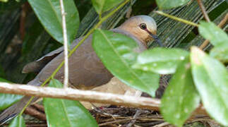 Grey-fronted Dove