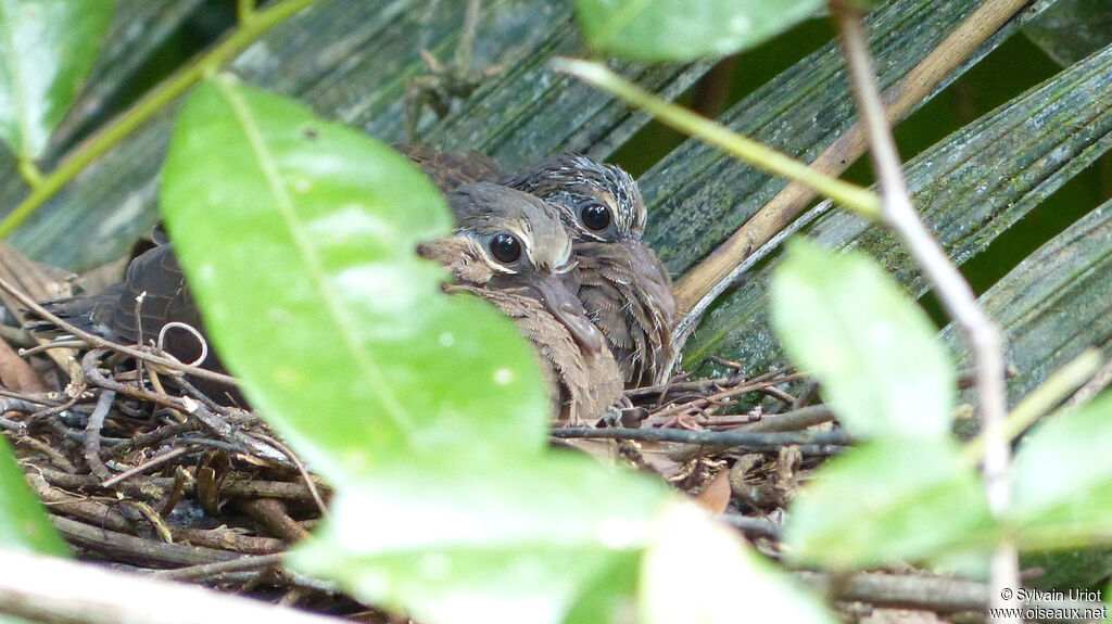 Grey-fronted DovePoussin