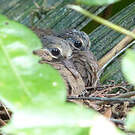 Colombe à front gris