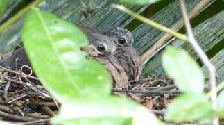 Grey-fronted Dove