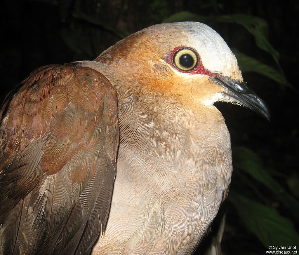 Grey-fronted Doveadult