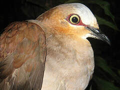 Grey-fronted Dove