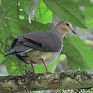 Colombe à front gris