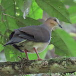 Colombe à front gris