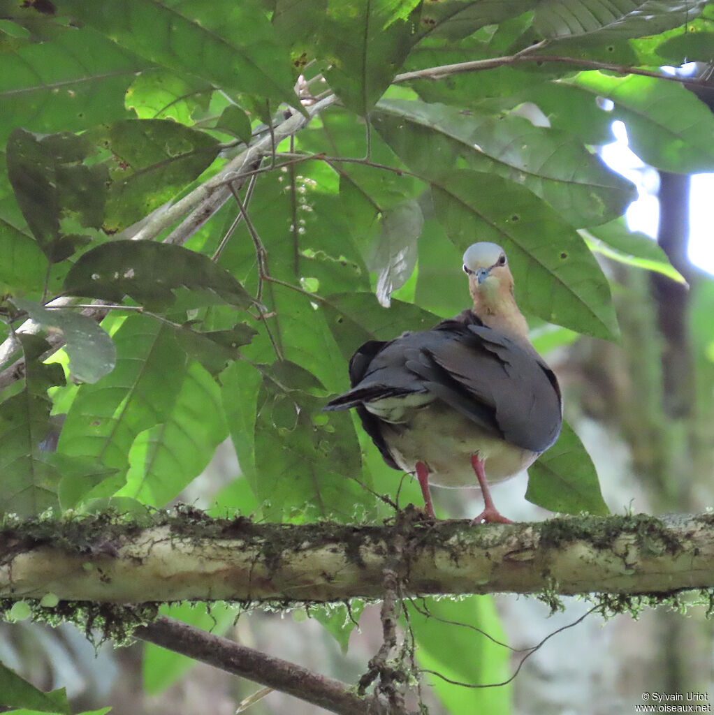 Colombe à front gris