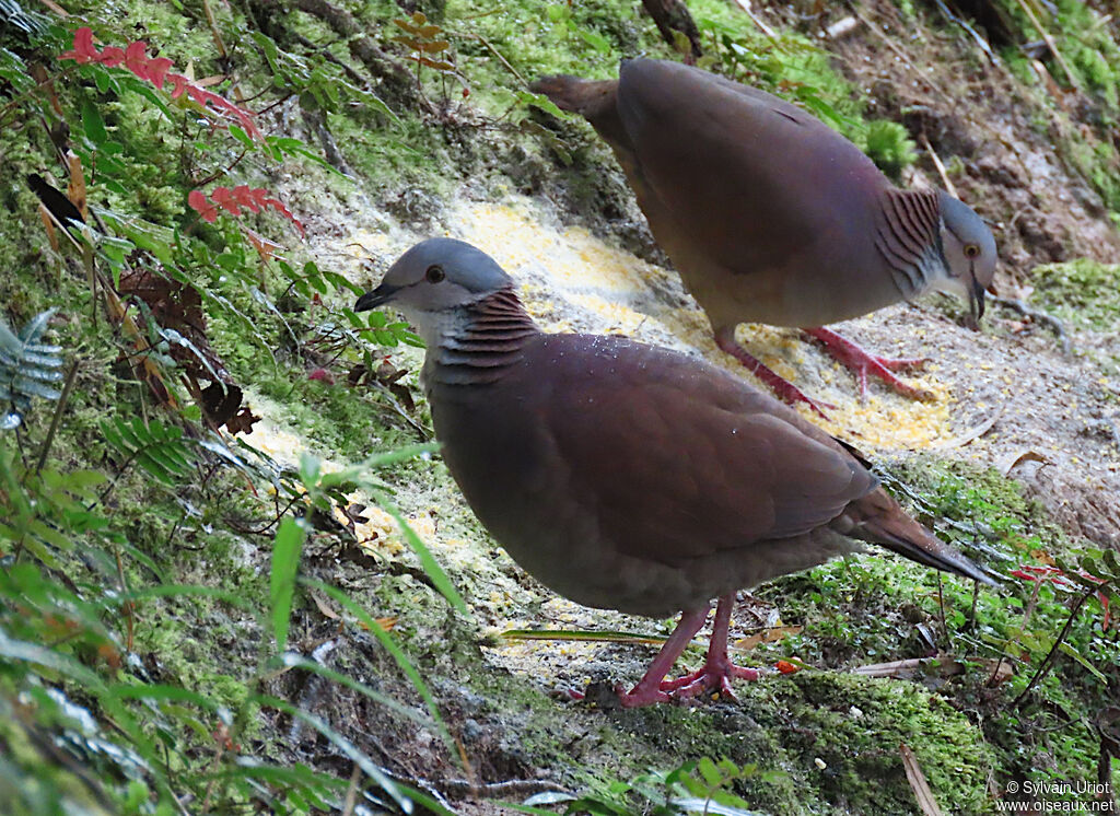 White-throated Quail-Doveadult