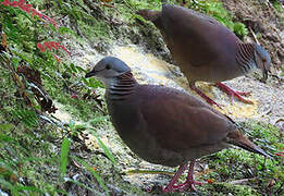 White-throated Quail-Dove