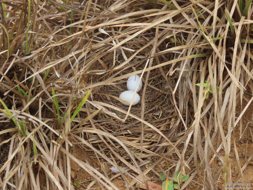 Common Ground Dove, Reproduction-nesting