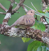 Common Ground Dove