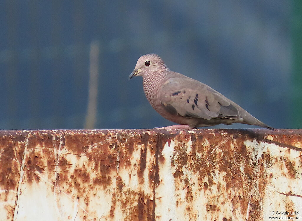 Colombe à queue noire