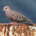 Colombe à queue noire