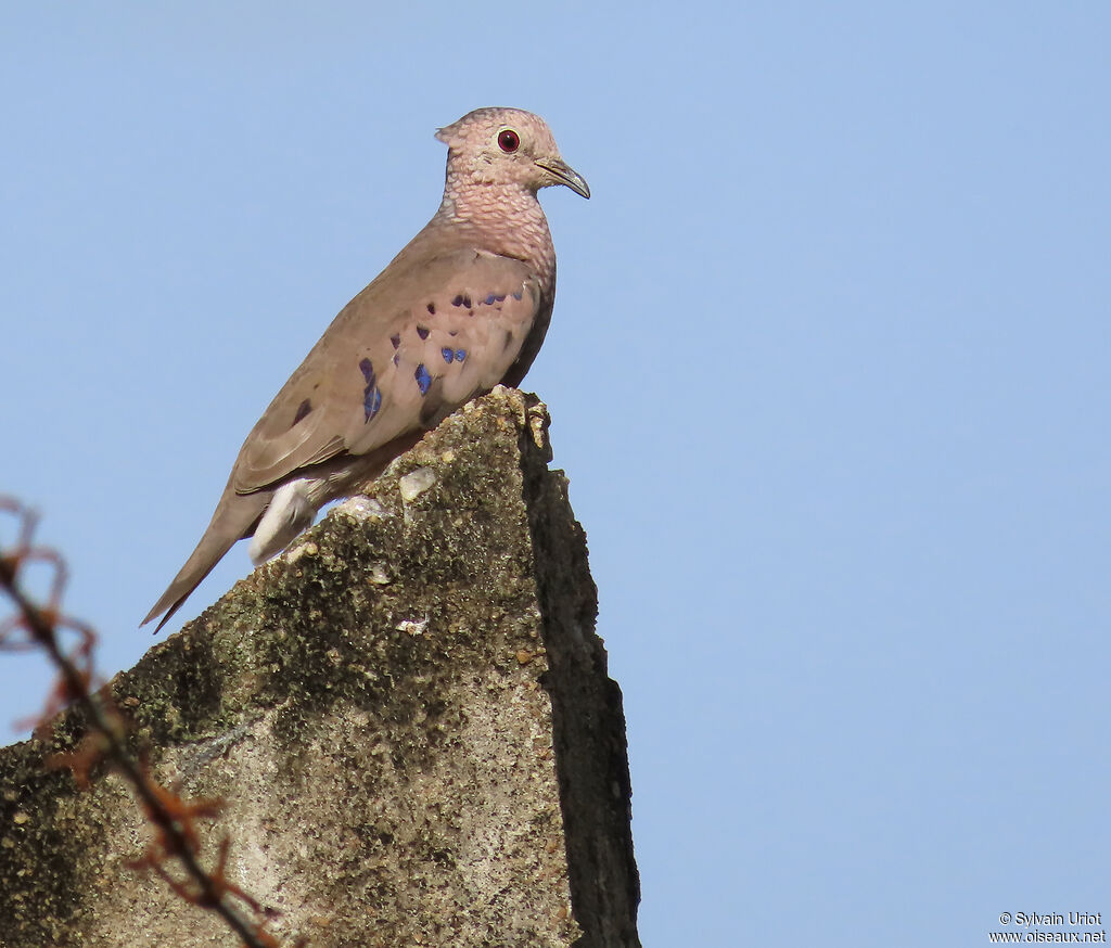 Colombe à queue noire